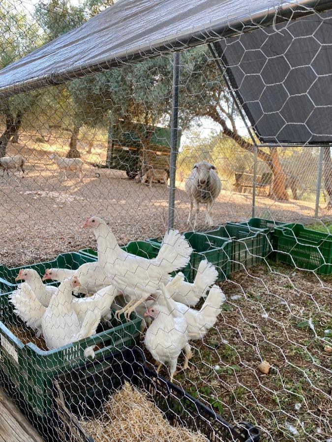 El Molino De La Quinta Διαμέρισμα Constantina Εξωτερικό φωτογραφία